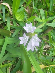 Richardia grandiflora