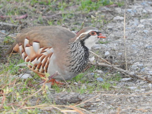 Alectoris rufa