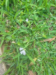 Richardia grandiflora