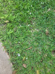 Richardia grandiflora