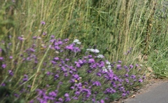 Verbena