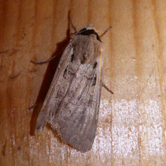 Dichagyris flammatra