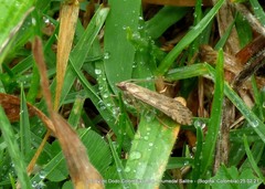 Nomophila distinctalis