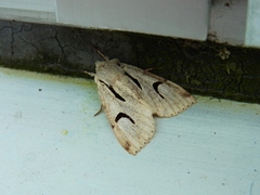 Orthosia nigromaculata
