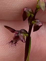 Genoplesium morrisii