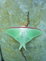 Actias aliena
