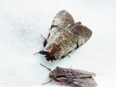 Lophocosma sarantuja