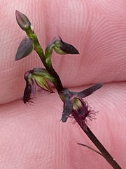 Genoplesium morrisii