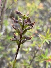 Genoplesium morrisii