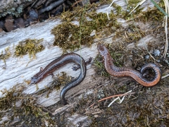 Plethodon serratus