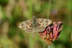 Muschampia floccifera