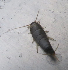 Lepisma