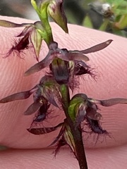 Genoplesium morrisii