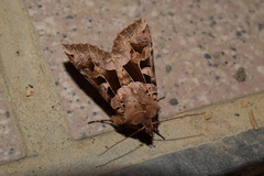 Clavipalpula aurariae