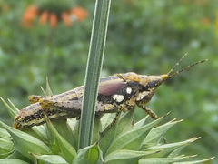 Rubellia nigrosignata