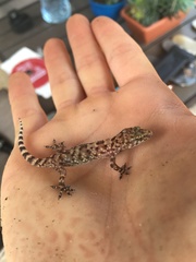 Hemidactylus turcicus