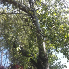 Populus