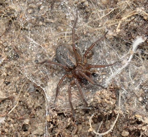 Eratigena feminea