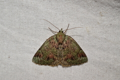 Dindica virescens