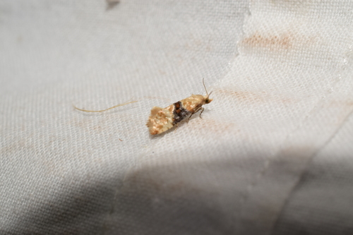 Vine Moth