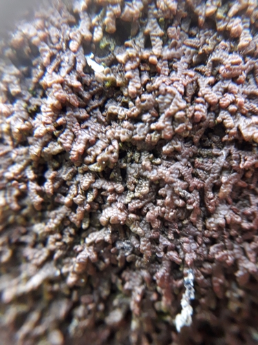 Tamarisk Scalewort
