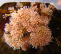 Jania sphaeroramosa