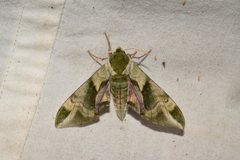 Callambulyx tatarinovii