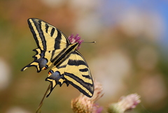 Papilio alexanor