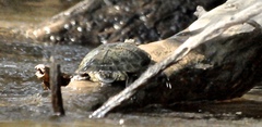 Trachemys decussata