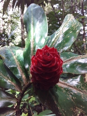 Costus ricus