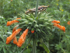Rubellia nigrosignata