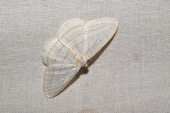 Orthocabera sericea