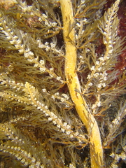 Carpophyllum plumosum