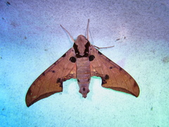 Ambulyx ochracea