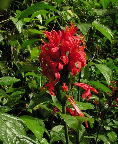 Cardinal's-guard (Pachystachys spicata)