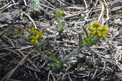 Draba streptocarpa