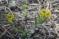 Draba streptocarpa