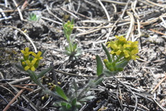 Draba streptocarpa