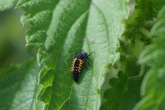 Harmonia axyridis