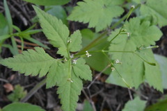 Osmorhiza depauperata