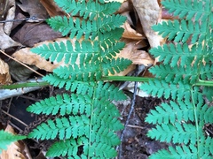Dryopteris × triploidea