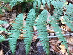 Dryopteris × triploidea