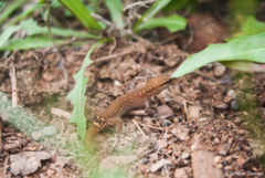 Saurodactylus brosseti