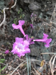 Bignoniaceae