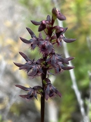 Genoplesium morrisii