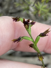 Genoplesium morrisii