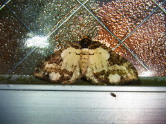 Melanthia procellata inquinata