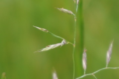 Poaceae