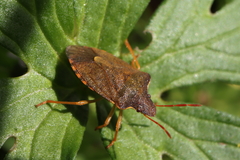 Peribalus strictus strictus
