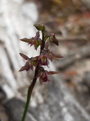 Genoplesium morrisii